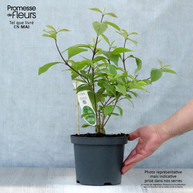 Example of Callicarpa bodinieri Profusion - Arbuste aux bonbons Pot de 2L/3L as you get in printemps