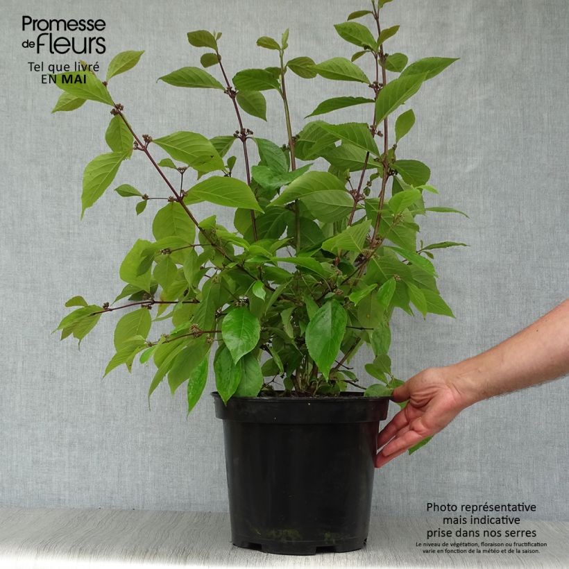 Example of Callicarpa bodinieri Profusion - Arbuste aux bonbons Pot de 7,5L/10L as you get in printemps