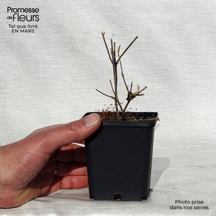 Example of Callicarpa bodinieri Profusion - Arbuste aux bonbons Godet de 8/9 cm as you get in printemps