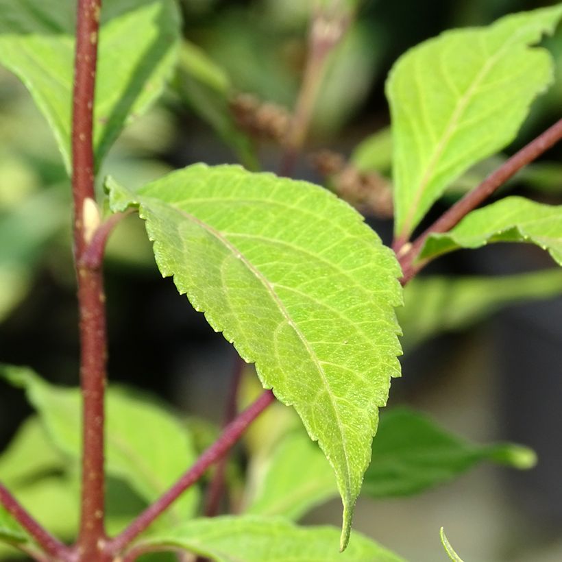 Callicarpa dichotoma Cardinal - Arbuste aux bonbons (Foliage)