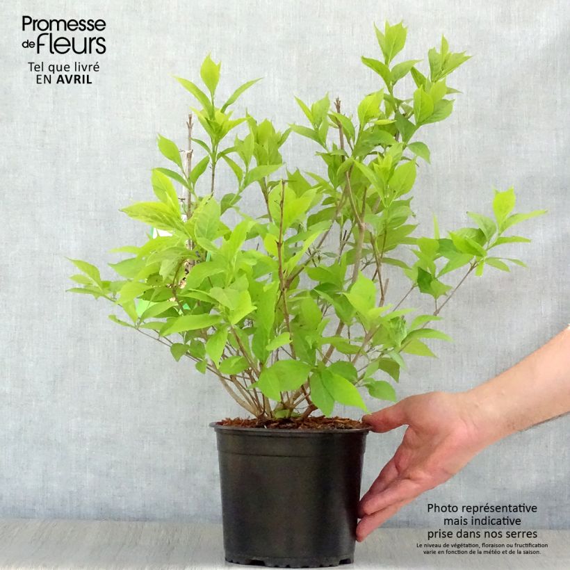 Example of Callicarpa japonica Leucocarpa Pot de 2L/3L as you get in printemps