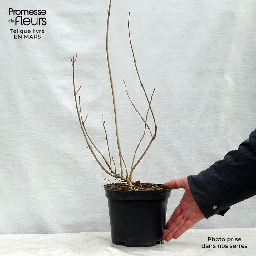 Example of Callicarpa kwangtungensis Pot de 2L/3L as you get in printemps