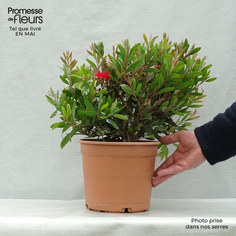 Example of Callistemon (x) laevis Pot de 3L/4L as you get in printemps