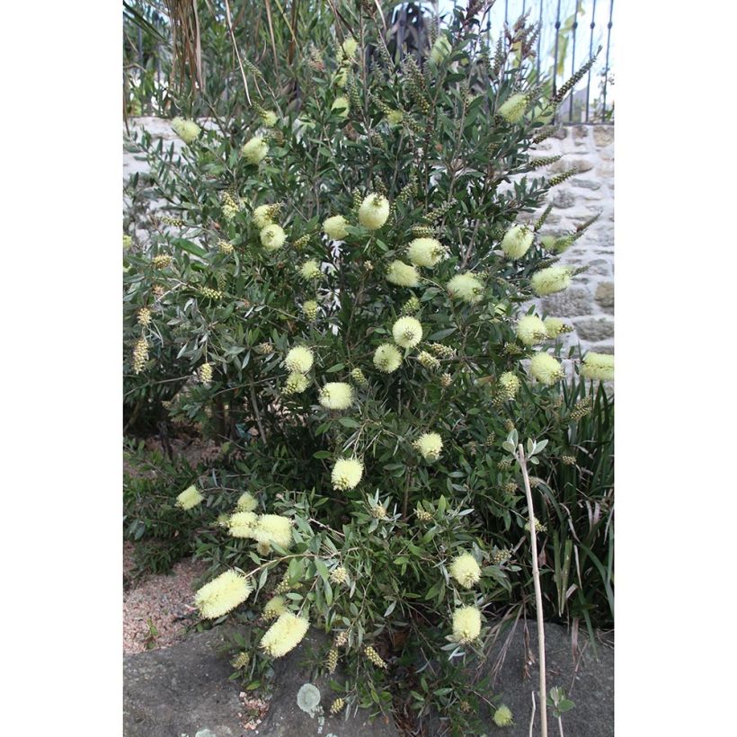 Callistemon citrinus Albus - Rince bouteille blanc (Plant habit)