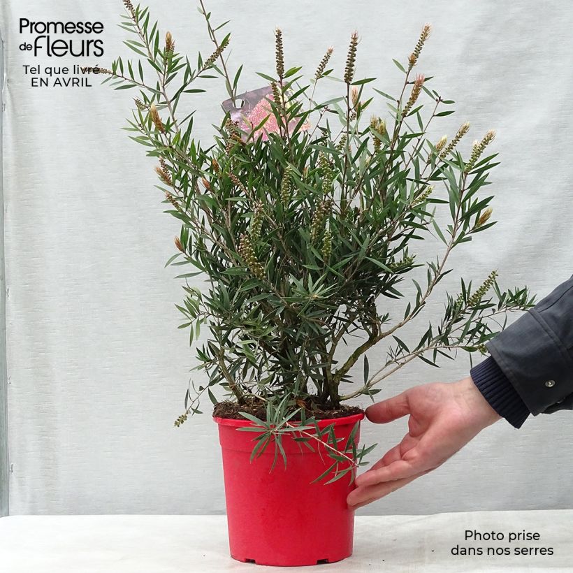 Example of Callistemon citrinus Burgundy - Rince bouteille Pot de 3L/4L, Buisson, Touffe as you get in printemps