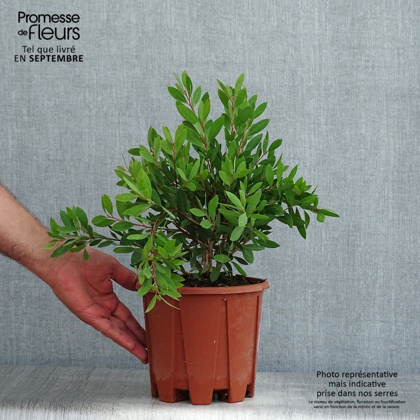 Spécimen de Callistemon citrinus Mauve Mist - Rince bouteille Pot de 3L/4L, Buisson, Touffe tel que livré en été