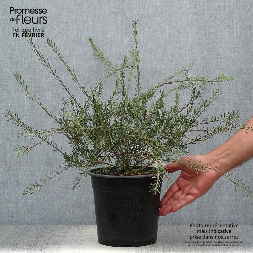 Spécimen de Callistemon pityoides Widdicomb Gem - Rince-bouteille Pot de 4L/5L tel que livré en automne