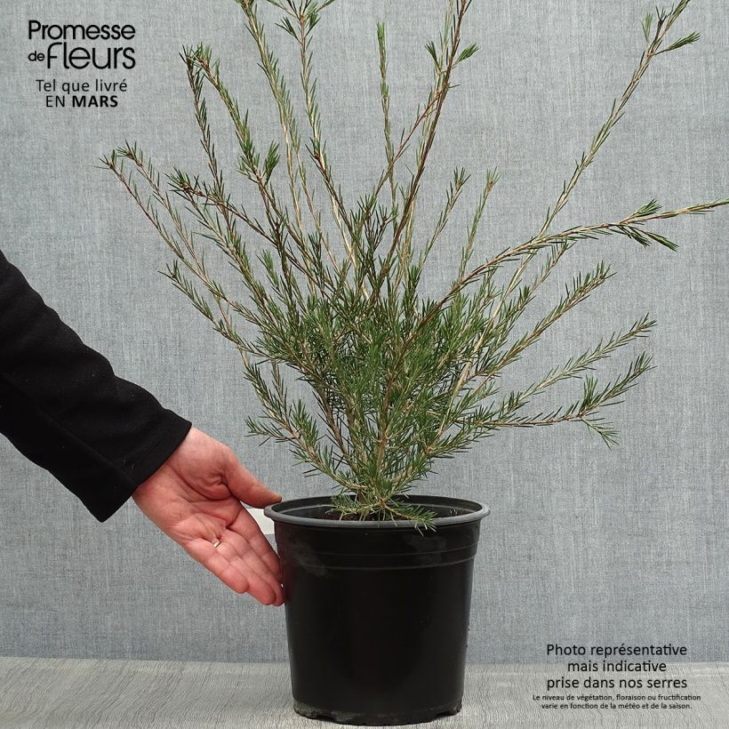 Example of Callistemon pityoides Widdicomb Gem - Rince-bouteille Pot de 4L/5L as you get in printemps