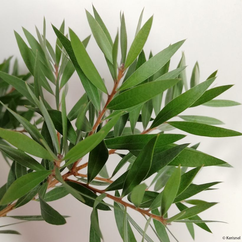 Callistemon salignus Perth Pink - Rince bouteille (Foliage)