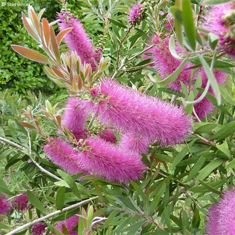 Callistemon salignus Perth Pink - Rince bouteille (Flowering)