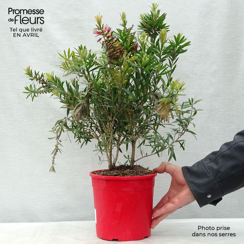 Example of Callistemon viminalis Captain Cook - Rince-bouteille Pot de 2L/3L as you get in printemps