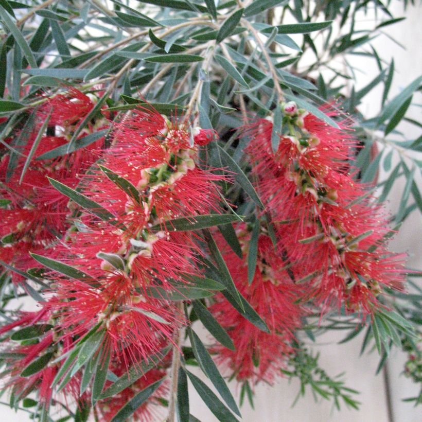 Callistemon viminalis Hannah Ray - Rince-bouteille (Flowering)