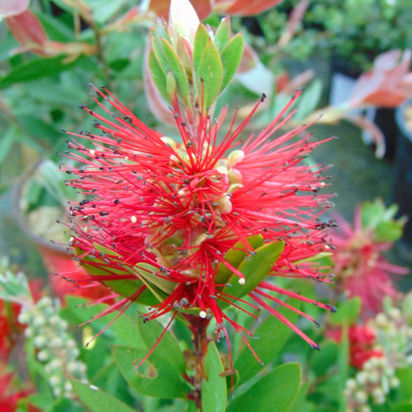 Callistemon (x) laevis (Flowering)