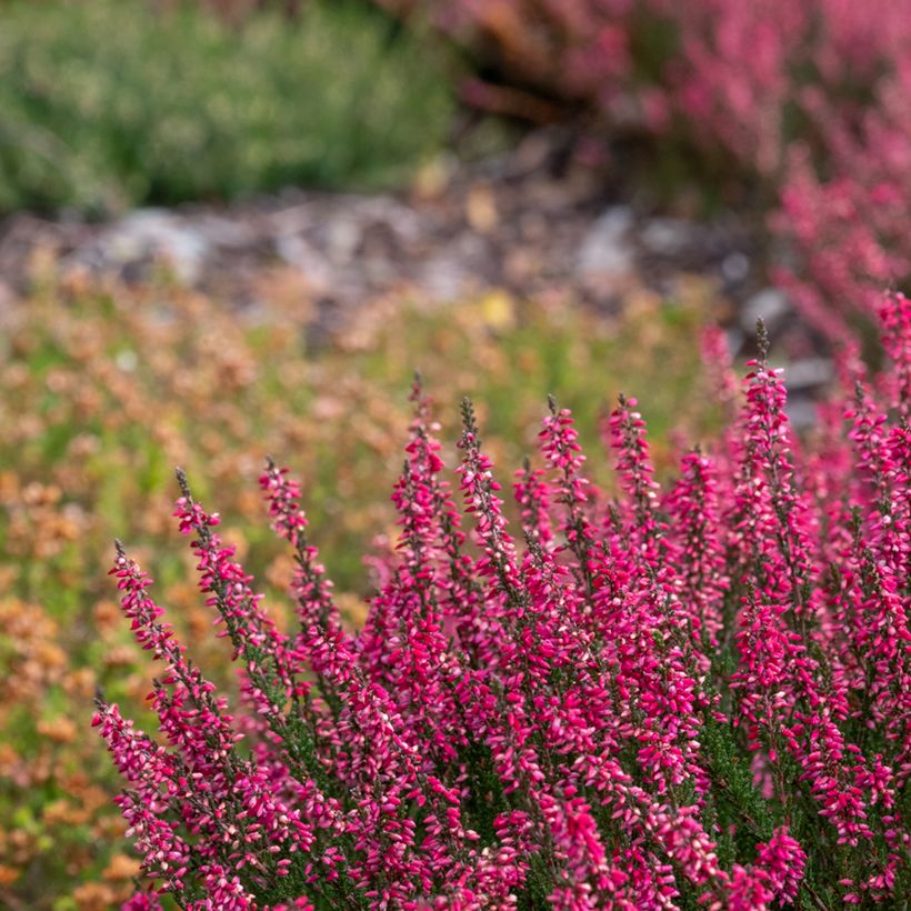 Bruyère d'été - Calluna Garden Girls Athene (Plant habit)