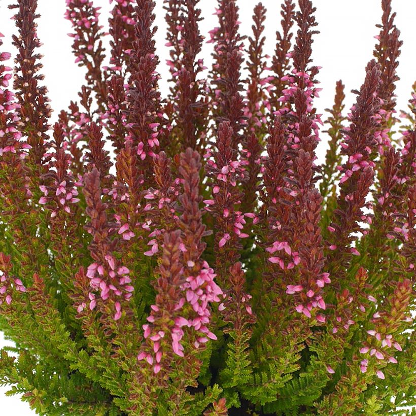 Bruyère d'été - Calluna Garden Girls Zorina (Flowering)
