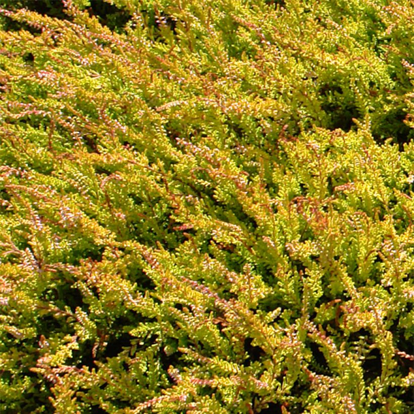 Bruyère d'été - Calluna vulgaris Boskoop (Foliage)