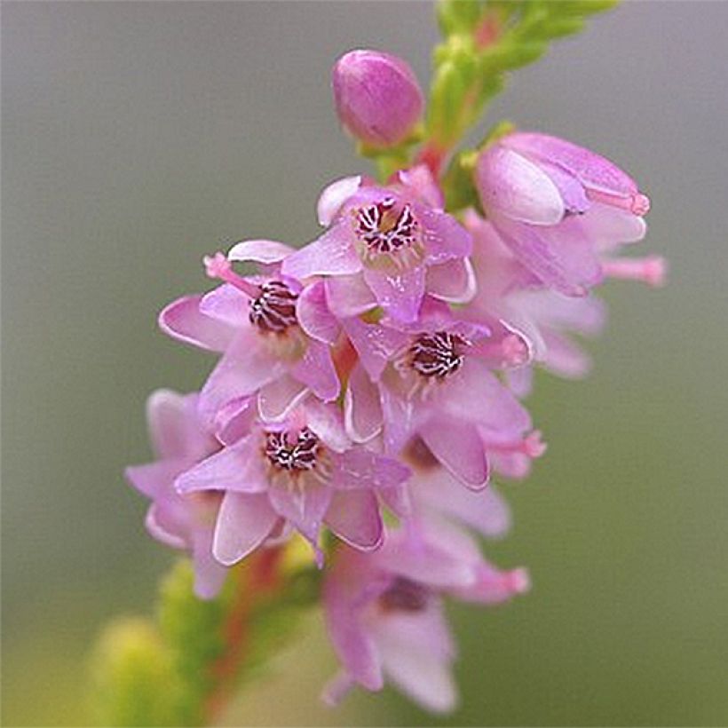 Bruyère d'été - Calluna vulgaris Boskoop (Flowering)