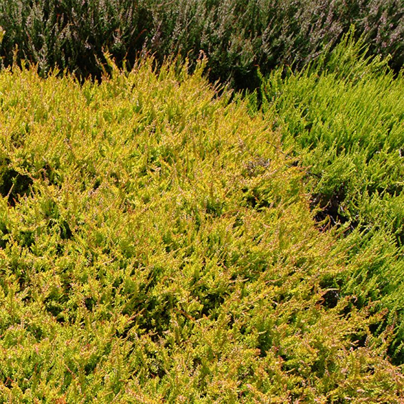 Bruyère d'été - Calluna vulgaris Boskoop (Plant habit)