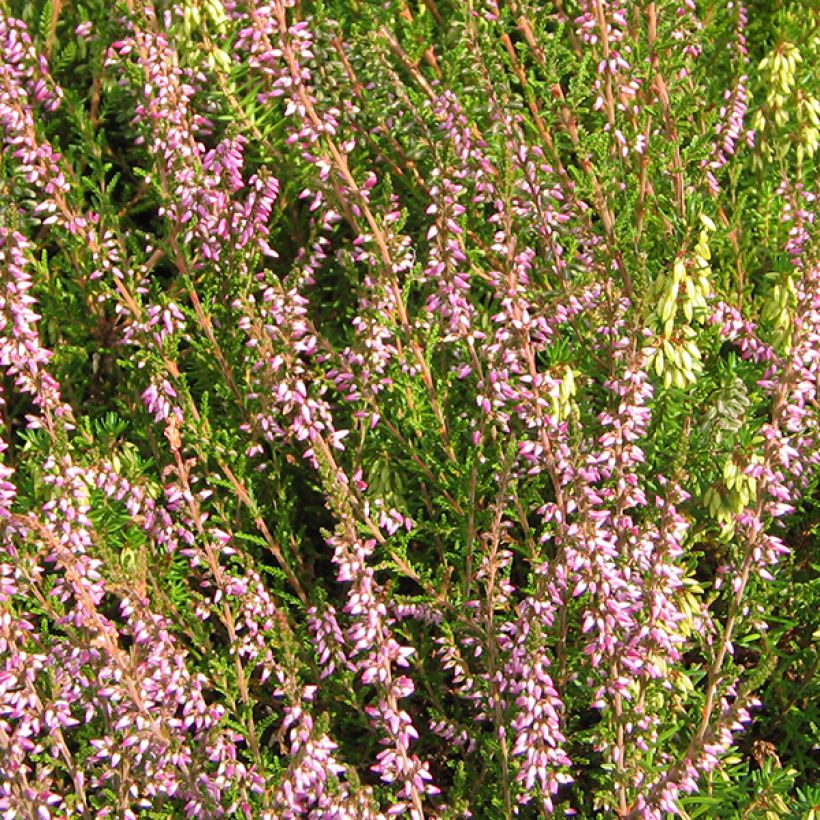 Bruyère d'été - Calluna vulgaris Marleen  (Flowering)