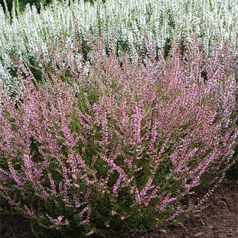 Bruyère d'été - Calluna vulgaris Marlies (Flowering)