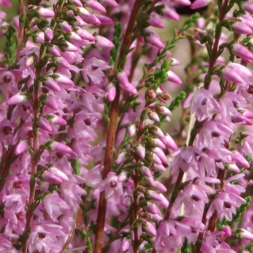 Bruyère d'été - Calluna vulgaris Tib (Flowering)