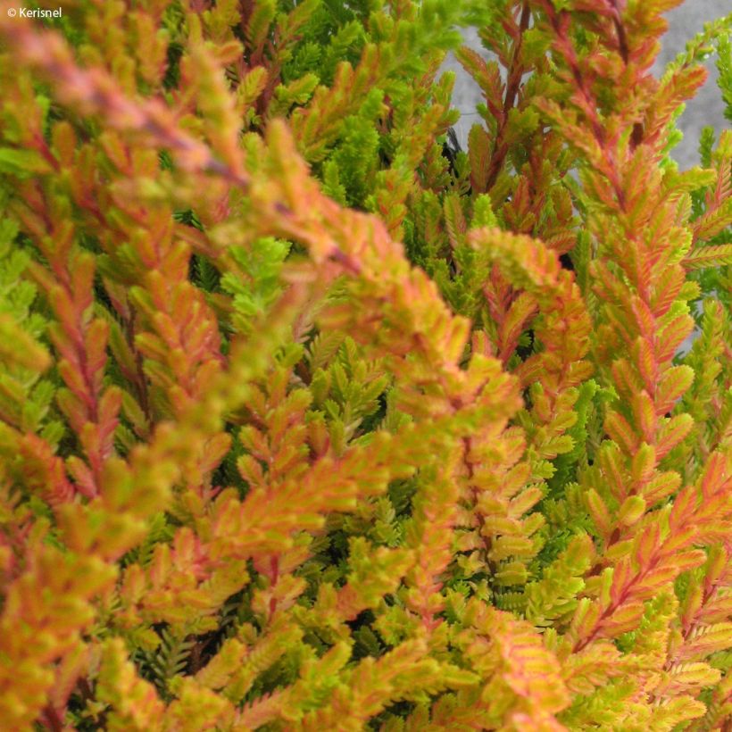Bruyère d'été - Calluna vulgaris Wickwar Flame (Foliage)