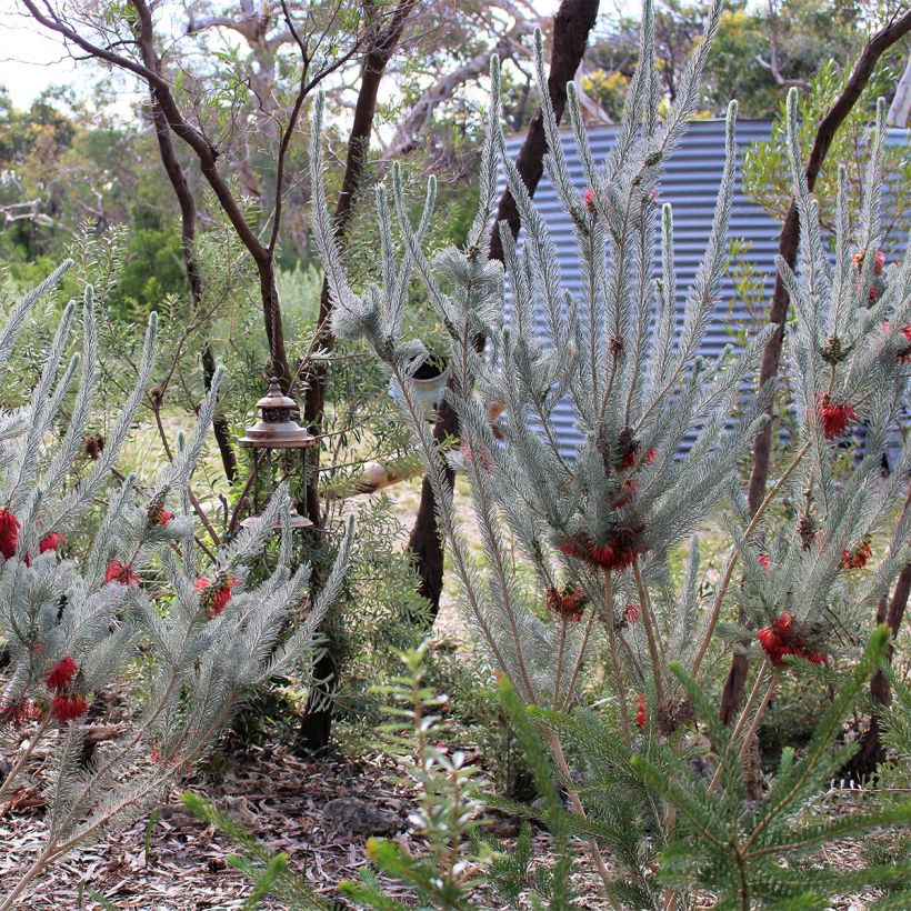 Calothamnus quadrifidus Grey Form (= Grey Leaf)  (Plant habit)