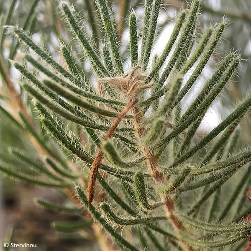 Calothamnus quadrifidus (Feuillage)