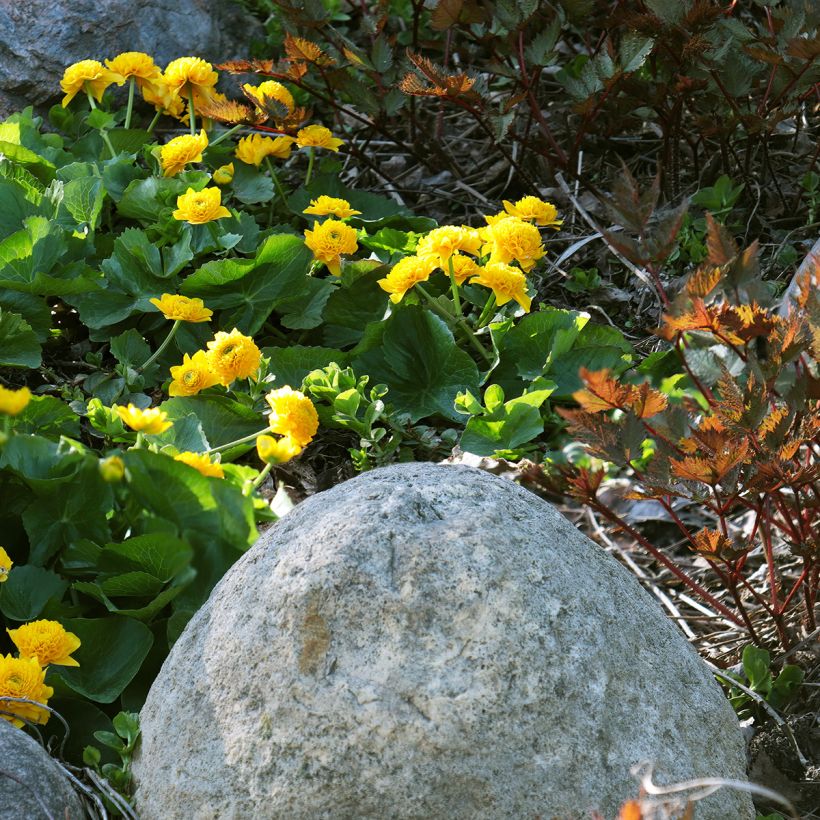 Caltha palustris Plena - Populage double  (Plant habit)