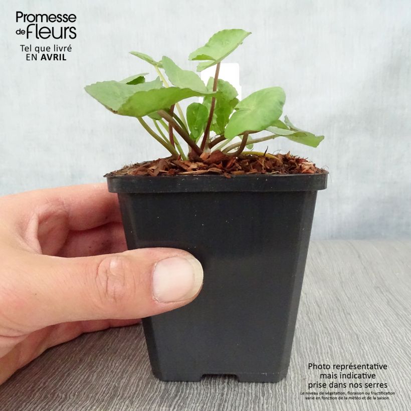 Spécimen de Caltha palustris Polypetala - Populage - Souci des marais Godet de 8/9 cm tel que livré au printemps
