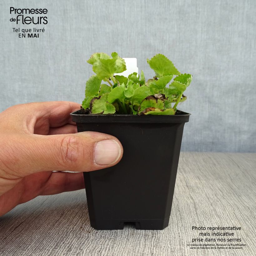 Example of Caltha palustris var.alba - Populage blanc - Souci des marais blanc Godet de 8/9 cm as you get in printemps