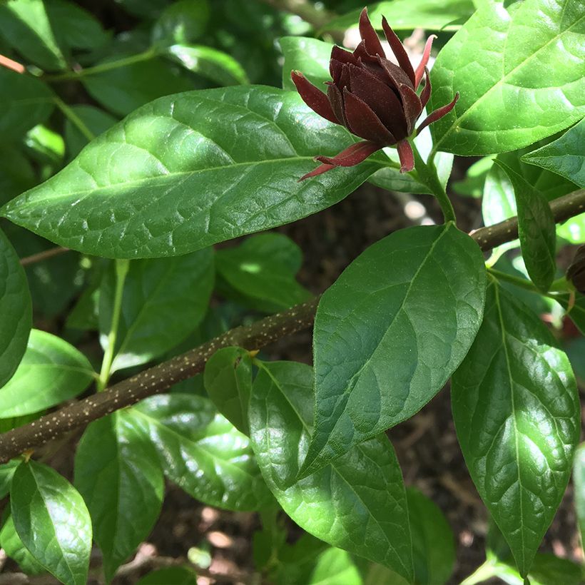 Calycanthus Michael Lindsay - Arbre aux anémones (Foliage)