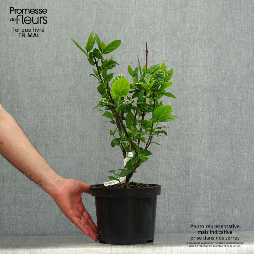 Example of Calycanthus Michael Lindsay - Arbre aux anémones Pot de 4L/5L as you get in printemps
