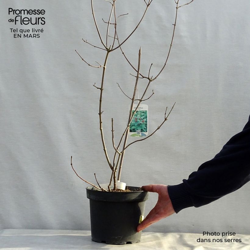 Example of Calycanthus floridus - Arbre aux anémones Pot de 4L/5L as you get in printemps