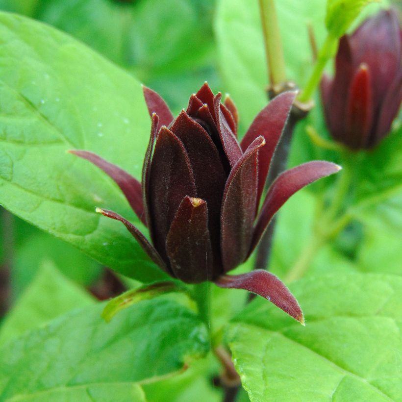Calycanthus floridus - Arbre aux anémones (Flowering)
