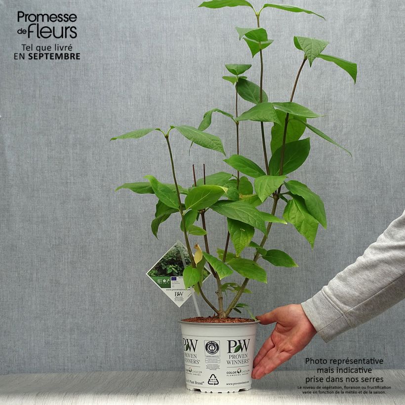 Spécimen de Calycanthus raulstonii Aphrodite - Arbre aux anémones. Pot de 2L/3L tel que livré en automne