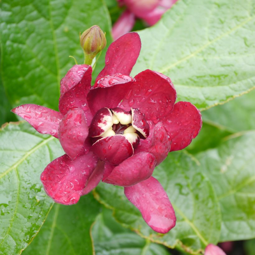 Calycanthus raulstonii Aphrodite - Arbre aux anémones. (Flowering)