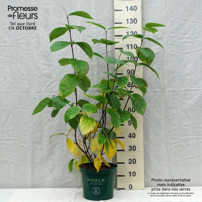 Spécimen de Calycanthus raulstonii Hartlage Wine - Arbre aux anémones Pot de 7,5L/10L tel que livré en automne