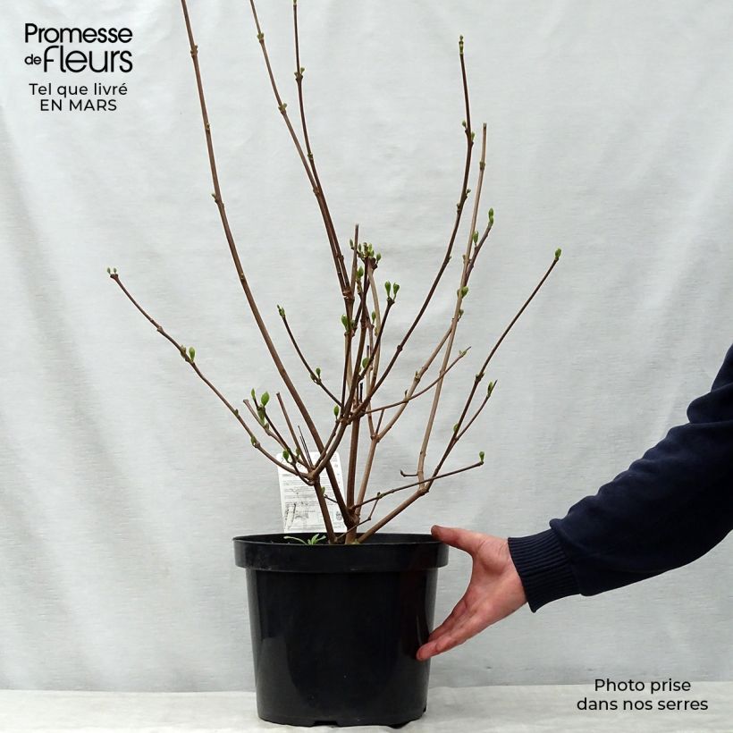 Spécimen de Calycanthus raulstonii Hartlage Wine - Arbre aux anémones Pot de 7,5L/10L tel que livré au printemps