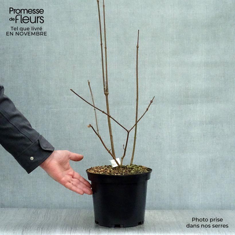 Spécimen de Calycanthus raulstonii Hartlage Wine - Arbre aux anémones Pot de 3L/4L tel que livré en automne