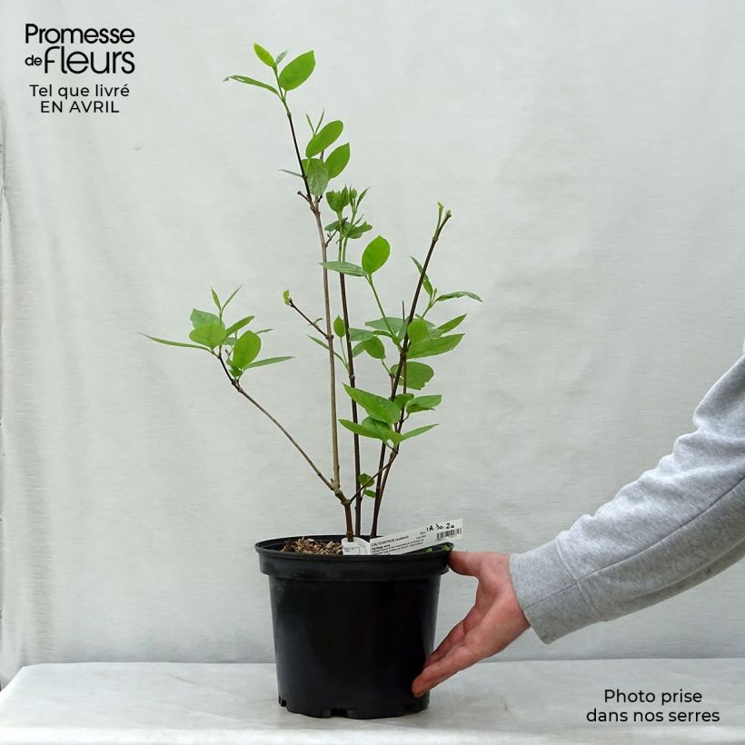 Spécimen de Calycanthus raulstonii Hartlage Wine - Arbre aux anémones Pot de 3L/4L tel que livré au printemps