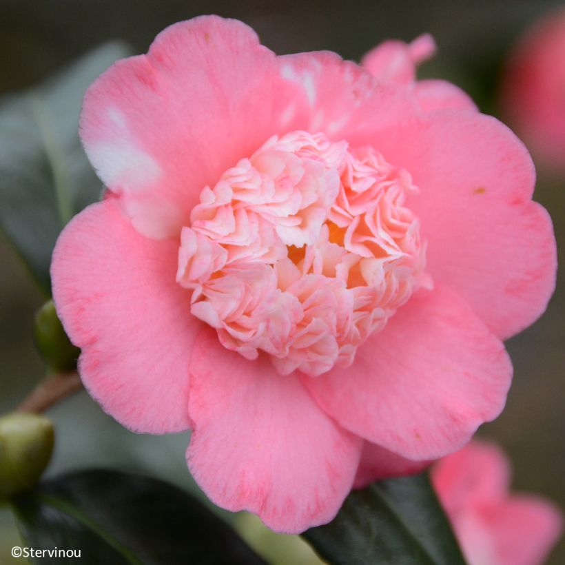 Camélia Baby Sis Pink - Camellia japonica (Flowering)