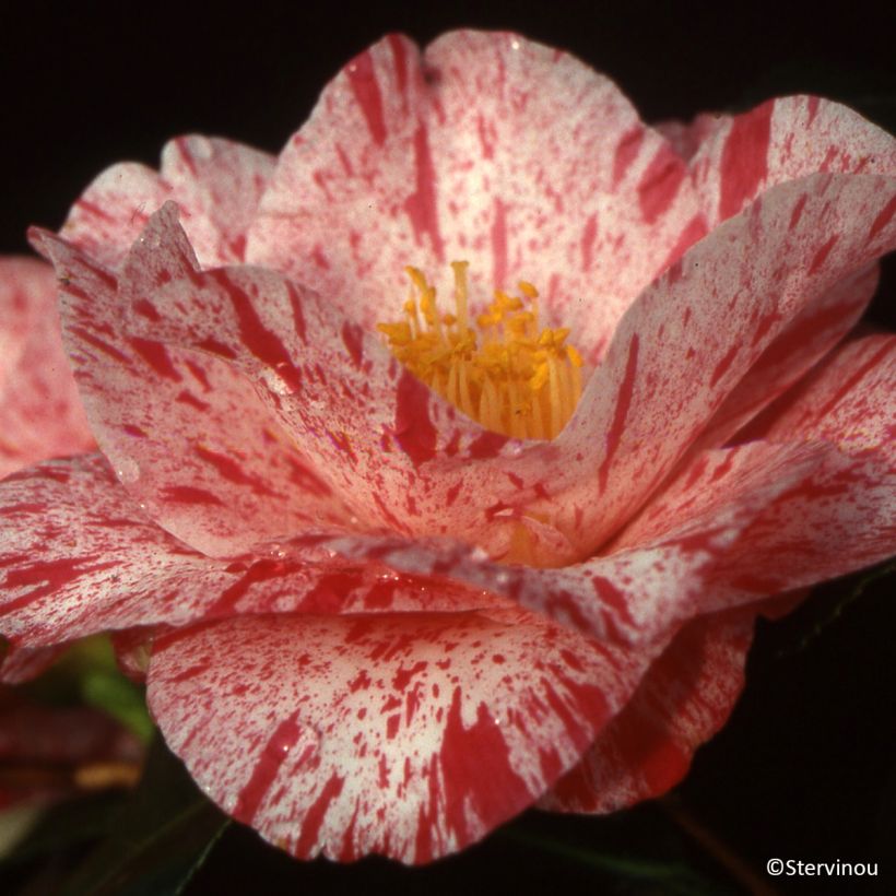 Camélia Betty Foy Sanders - Camellia japonica (Flowering)