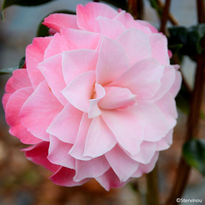Camélia Buttons N Bows - Camellia x williamsii (Flowering)