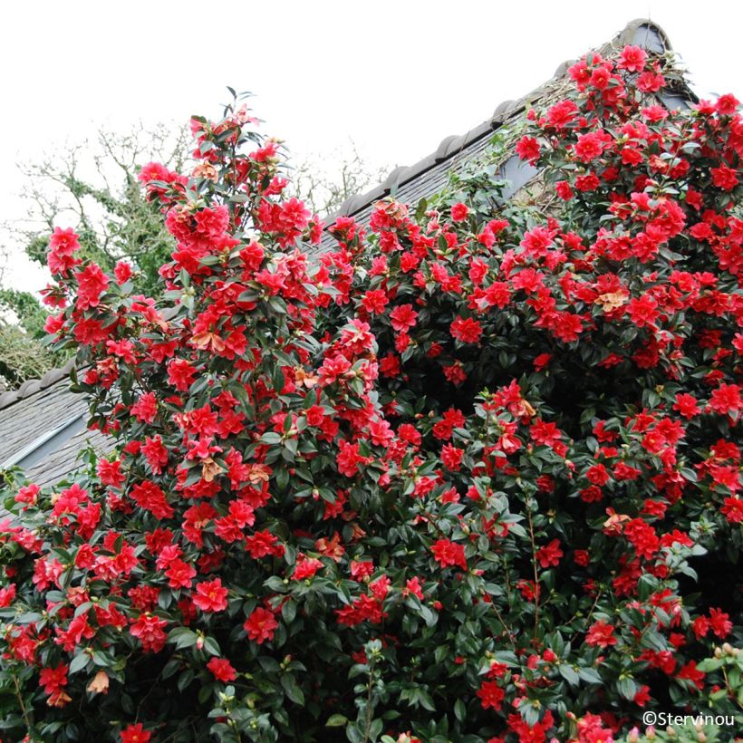 Camélia Freedom Bell - Camellia x williamsii (Plant habit)