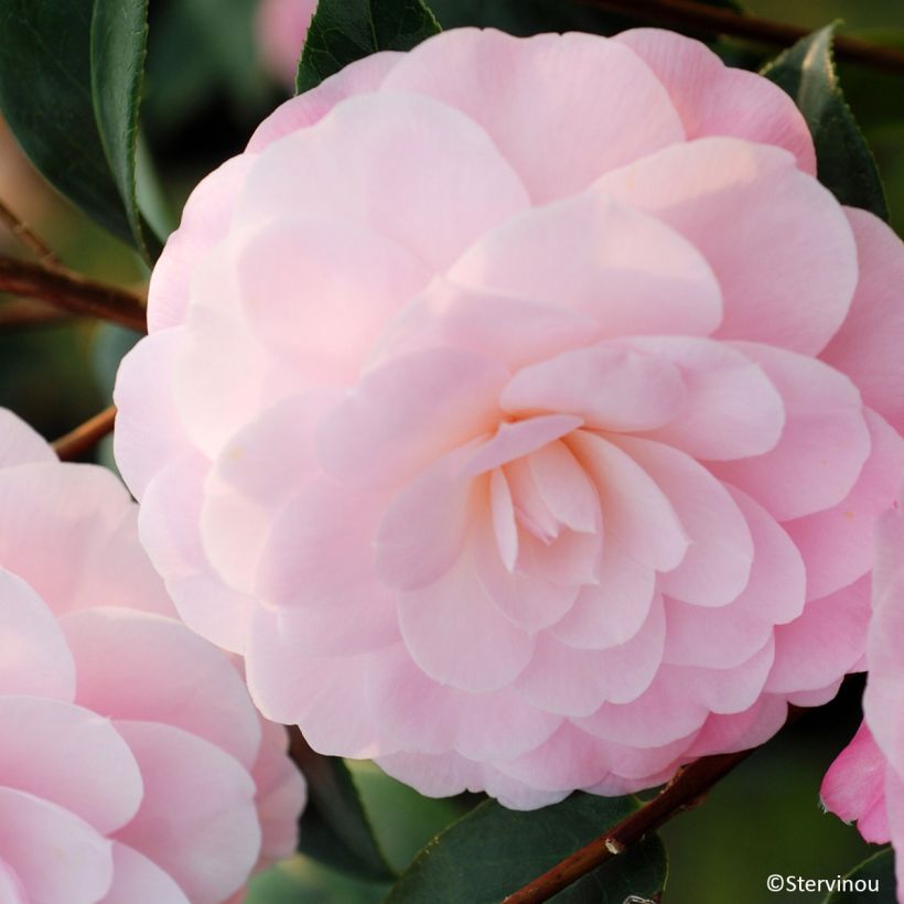 Camélia Mimosa Jury - Camellia x williamsii (Floraison)