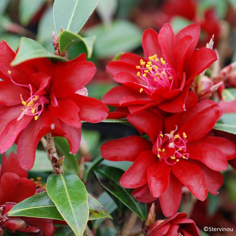Camélia Night Rider - Camellia x williamsii (Floraison)