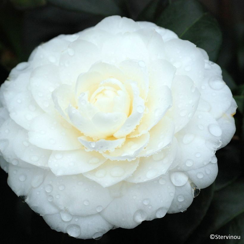 Camélia Satsuma - Camellia japonica (Flowering)