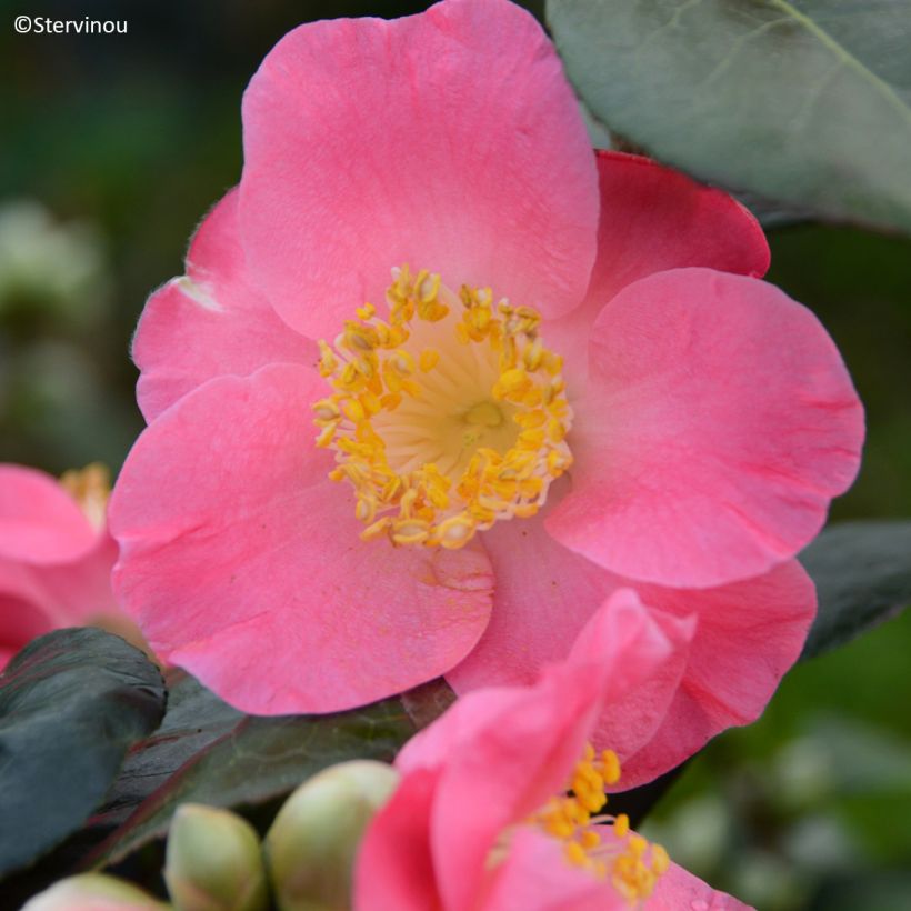 Camélia Ville du Havre - Camellia japonica (Floraison)