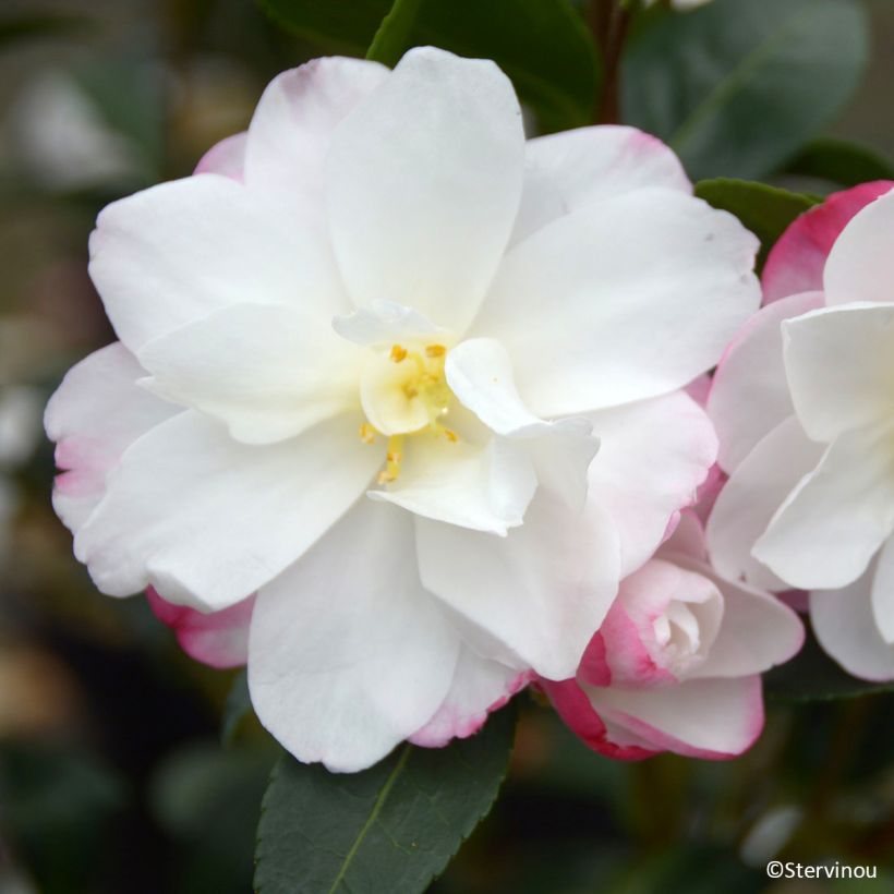 Camélia d’automne Blush – Camellia sasanqua (Flowering)